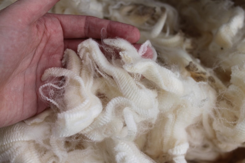 Wool Unprocessed Raw White Merino Wool Locks: Dreamy Fiber, 1 Lb, 18-20 Micron, Raw Wool ...