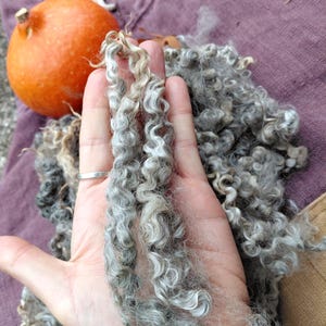 Washed Wensleydale Silver Locks, 4 ounce bags, 8 inch clean locks, beautiful washed Wensleydale long wool locks, lock spinning long wool