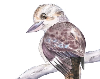 Art Print 'The Kookaburra'