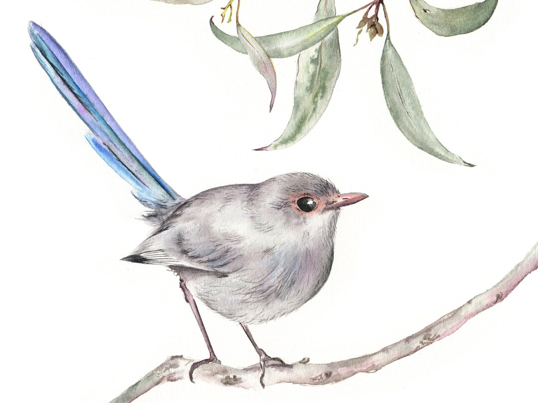 Print Splendid Fairy Wren A4 - Pete Cromer