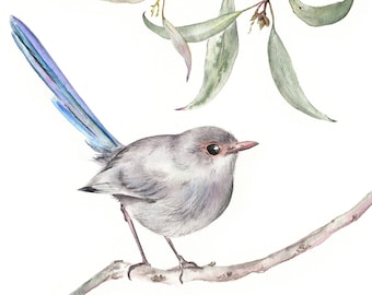 Art Print 'Splendid Fairy Wren Female'