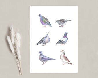 Art Print 'Pigeons of Melbourne'