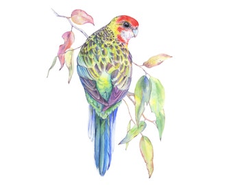 Art Print' Eastern Rosella'