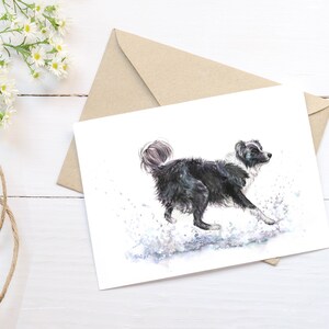 2 biglietti d'auguri "Splash" Border Collie