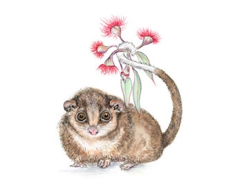 Art Print 'Ringtail Possum'