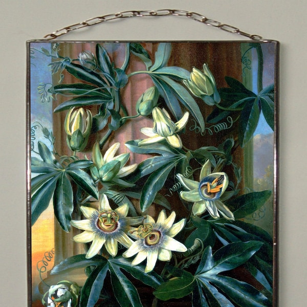Philip Reinagle – Blaue Passionsblume, für den „Tempel der Flora“. Buntglas und Druck auf Leinwand (280 g/m² dicke Leinwand). Vorhanden