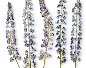 Dried real lupine flowers