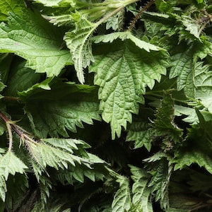 Nettle leaves Urtica dioica  tea 2025 harvest