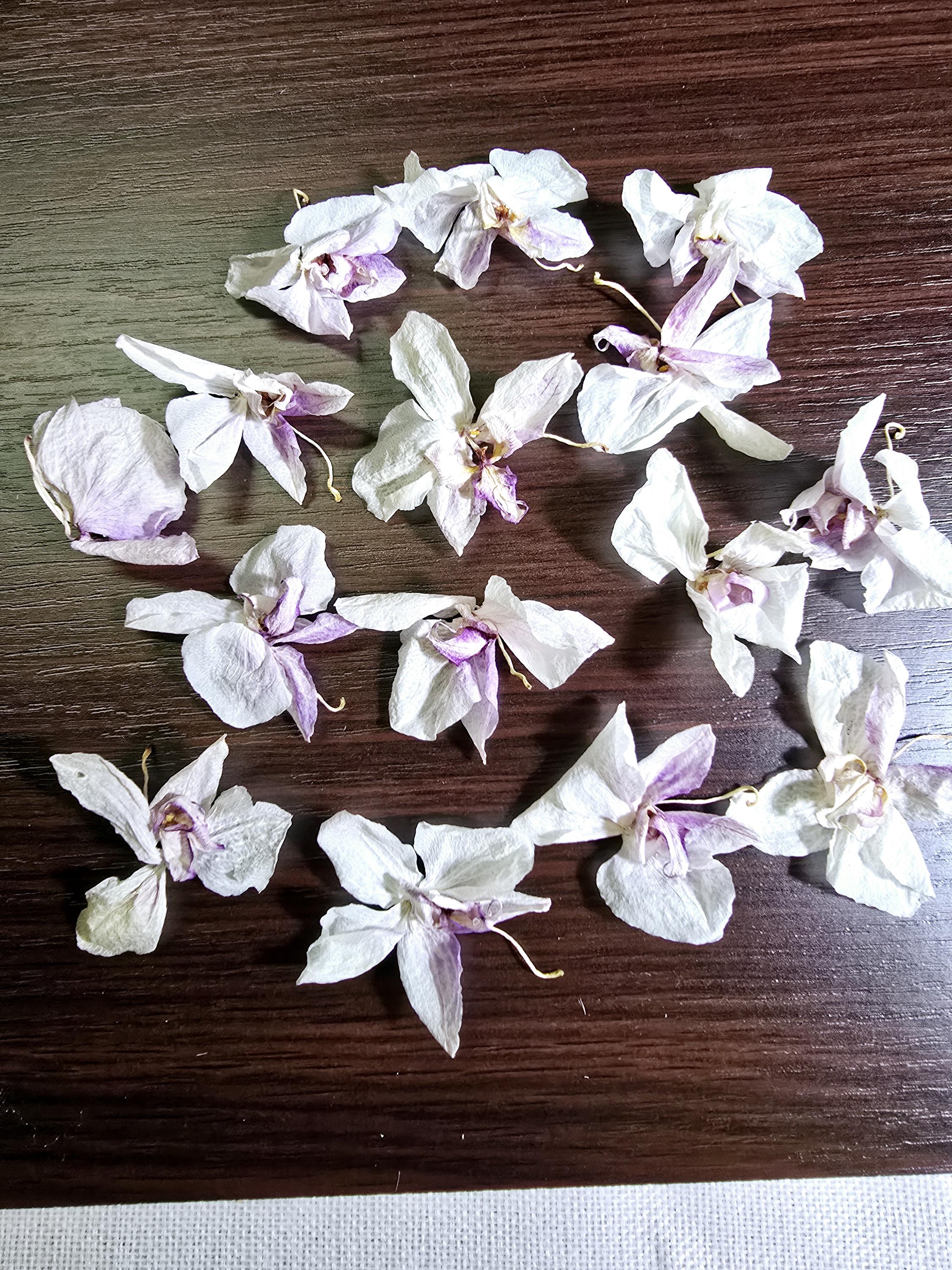 15pc Natural Purple Dried Orchid Flowers Decorative in Box - Etsy