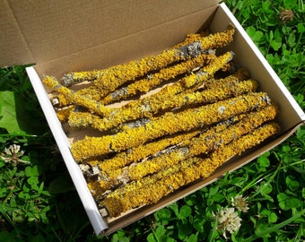 Yellow lichen moss branches