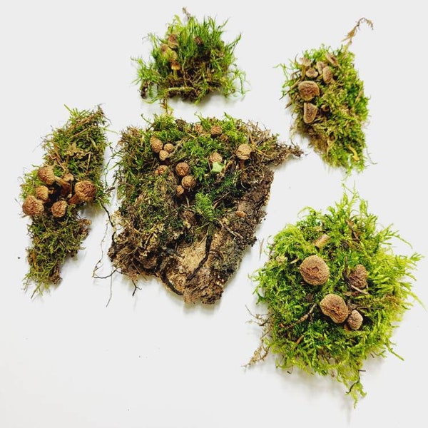 Dried Mushrooms for Resin Etsy