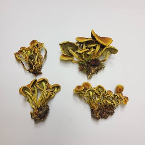 Set di 4 veri funghi secchi per artigianato, creazione di gioielli, progetti in resina AD1
