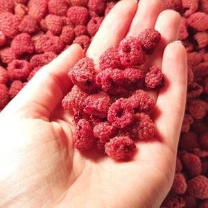 Peut inclure: Gros plan sur des framboises séchées, d'un rouge profond, tenues dans une main. L'arrière-plan est rempli d'autres framboises séchées dans un récipient blanc. Les framboises semblent déshydratées.