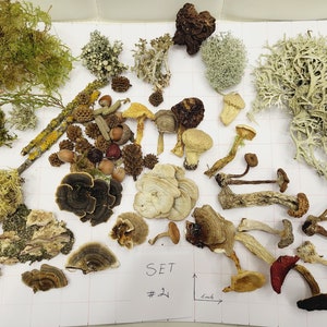 Big Forest box of real dried mushrooms with lichens, mosses, branches, nuts,