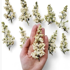 10 real white lilac flower bloosoms