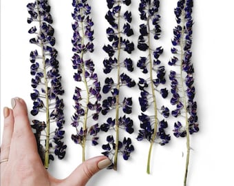 Dried real lupine flowers