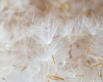 Dandelion seeds