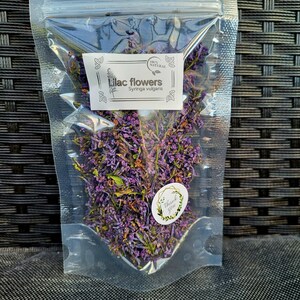 2025 Lilac flower bloosoms -Syringa vulgaris