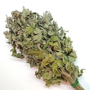 Motherwort herb Leonurus cardiaca herb dried