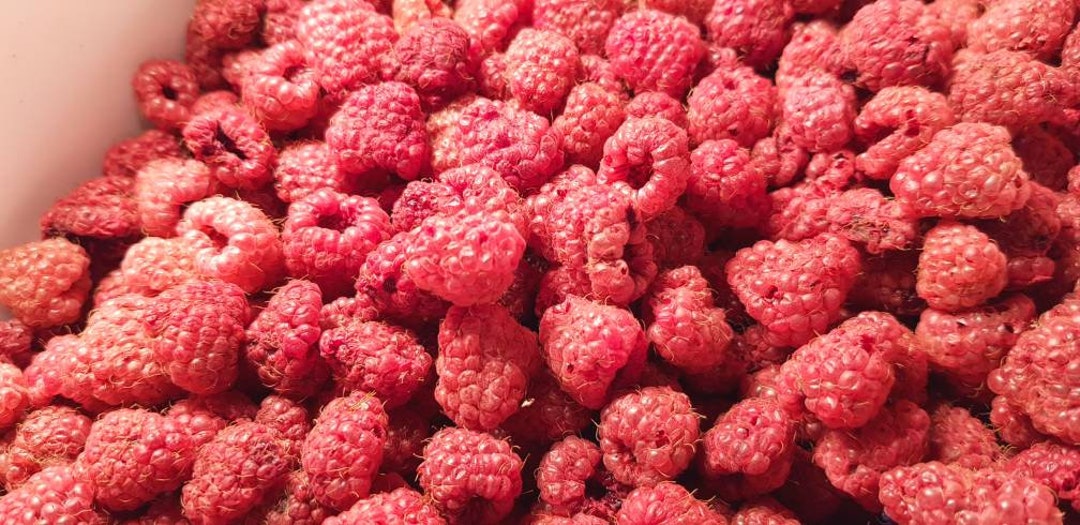 Driedopell Raspberry Dried Natural Raspberries - Etsy