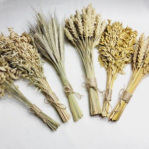 Könnte beinhalten: Sechs Bündel aus getrocknetem Weizen und Hafer, mit Bindfaden gebunden. Der Weizen und Hafer sind in verschiedenen Beige- und Brauntönen gehalten. Die Bündel sind auf einer weißen Oberfläche angeordnet.