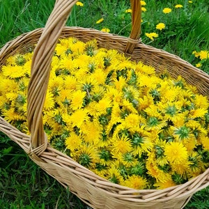 2025!!! Fiori di tarassaco secchi