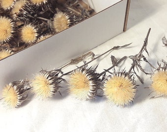 30pcs Natural dried flowers decorative