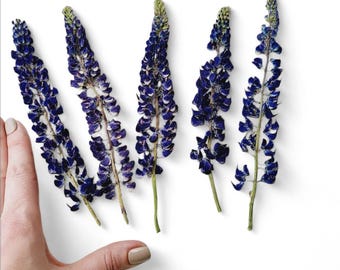 Dried real lupine flowers