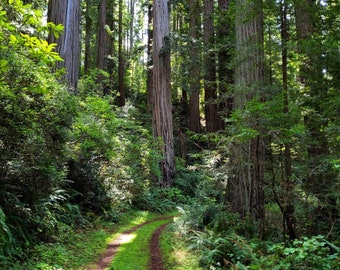 Redwoods Northern California Old 101 Digital Photograph Download