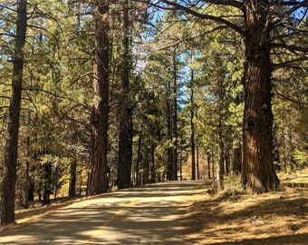 Big Bear Lake California Forest Digital Photograph Download