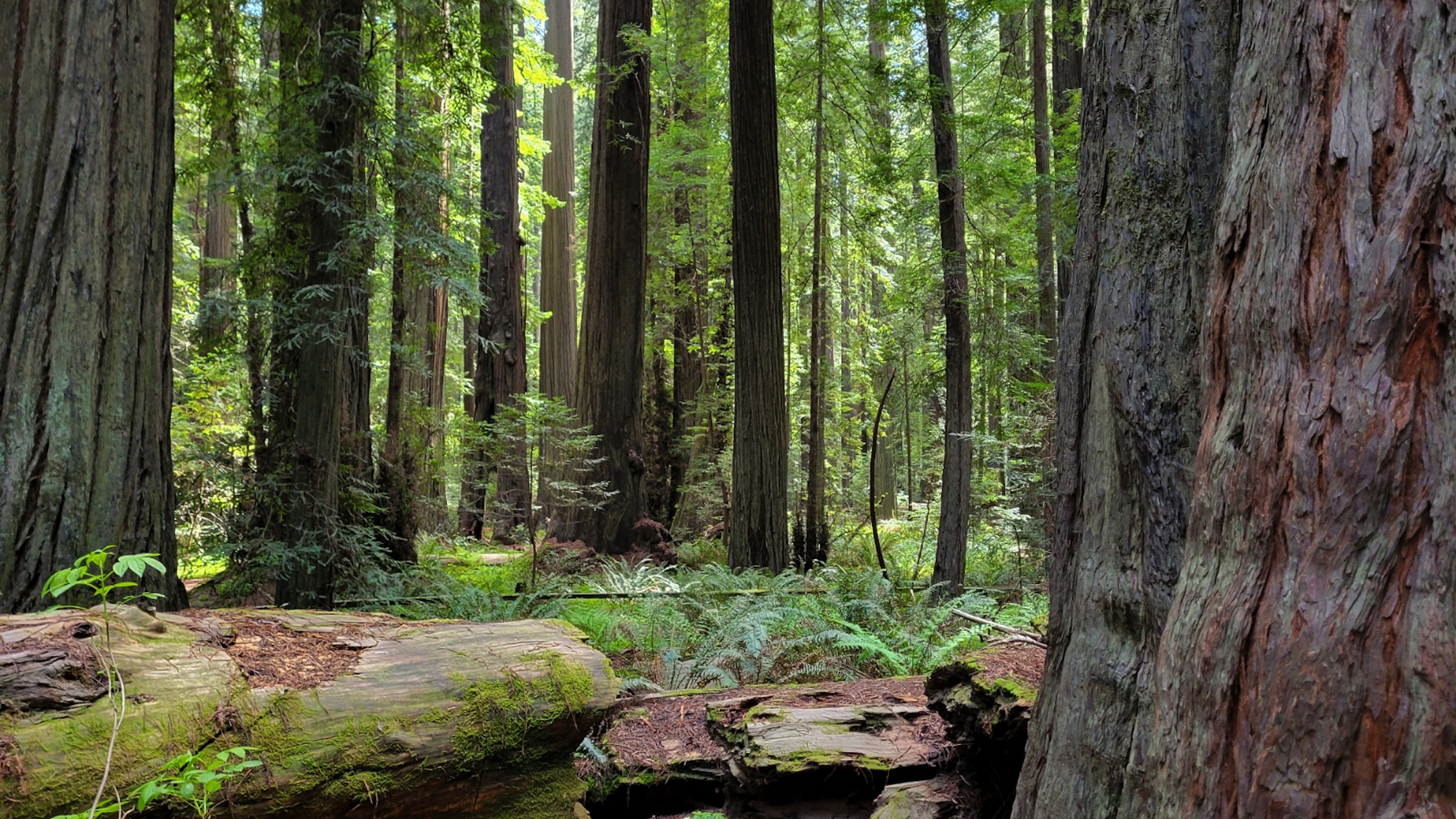 Redwood Forest Northern California Digital Photograph Download