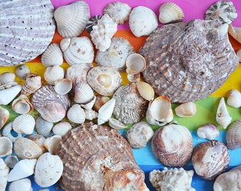 Ocean Whispers in Every Shell, Mixed Natural Sea Shells for Coastal Crafts & Nautical Decor, 200 g