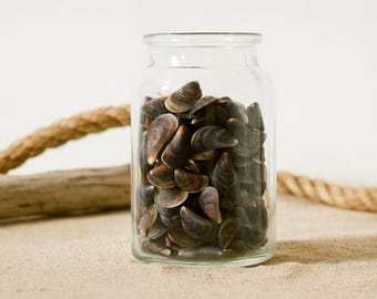 Pen shells - Natural Seashells Tiny Shells for Sea-Inspired Crafts, Decor, DIY Projects