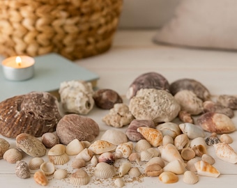 Ocean Whispers in Every Shell, Mixed Natural Sea Shells for Coastal Crafts & Nautical Decor, 200 g