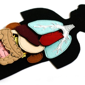 Felt Anatomy set Internal human organs, 30x20cm, body+10 organs