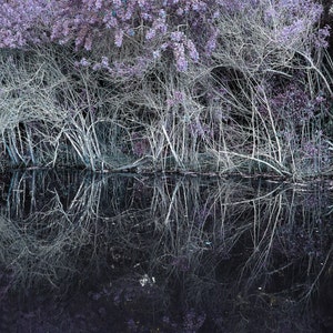 Black Water- Surreal Fine Art Landscape Print of Reflections in the Everglades