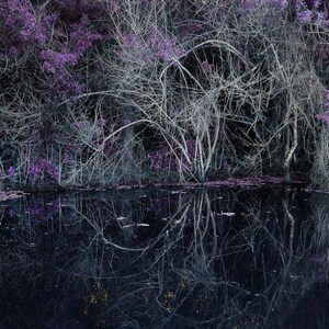 Lonely Water- Surreal Fine Art Landscape Print of Reflections in the Everglades