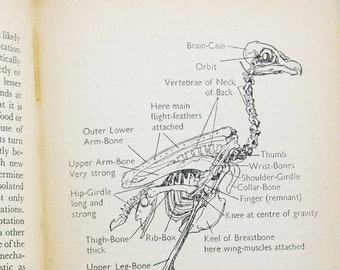 Livre d'ornithologie vintage 1946 : observation d'oiseaux, idées cadeaux Livre de poche ornithologie illustrée de cadeaux vintage