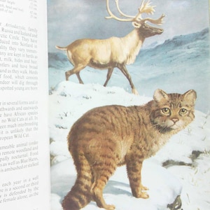 European Mammals – Vintage Ladybird Nature Book, Illustrated Hardback Collectible