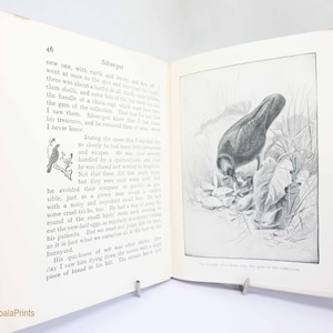 Animal Stories Illustrated Antique For Animal Lovers 1920s Stories Vintage hardback Book Vintage, gift, collectibles, Stories gift