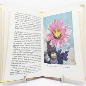 Può includere: Primo piano di un fiore rosa e bianco con un centro giallo. Il fiore fa parte di una pianta di cactus con steli e spine verdi. Il testo "Plate 33. Echinocereus pectinatus. P.64" è stampato sotto l'immagine.