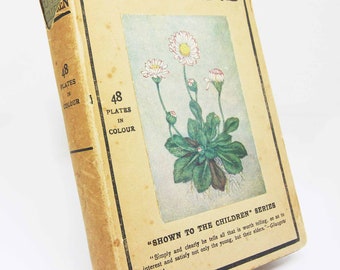 Livre de fleurs antique vintage, 1910 Illustration couleur attrayante Guide de jardinage pour enfants Antique