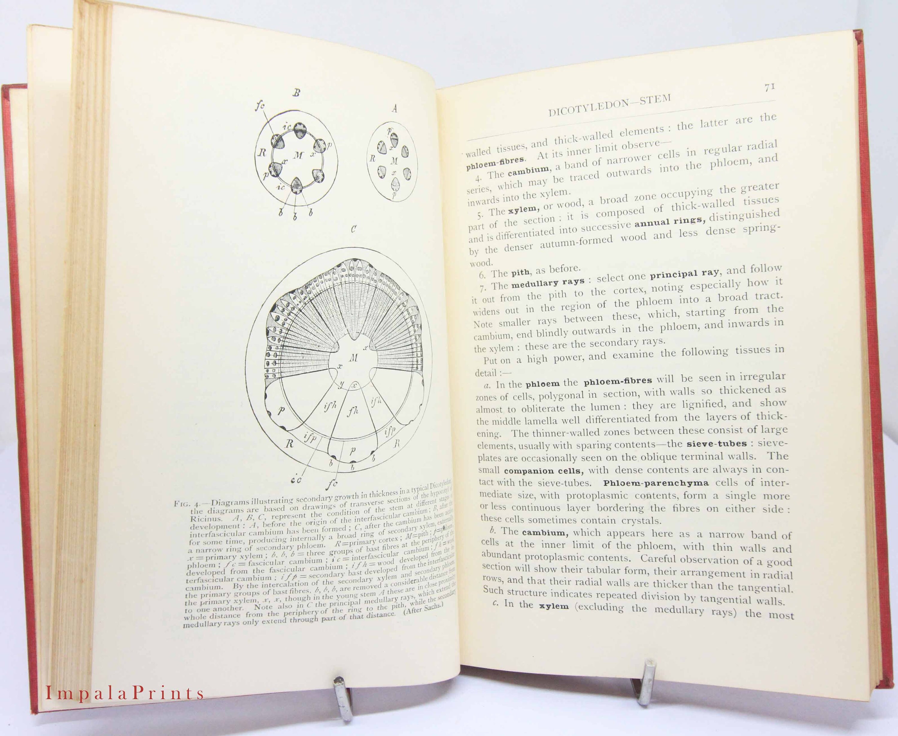 Botany Study book 1905 illustrated antique book childrens study book Nature Book Illustrated Nature