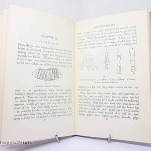 May include: A black and white illustration of the feet of different hoofed animals, including an elephant, pig, sheep, and horse. The illustration shows the different positions of the hooves.