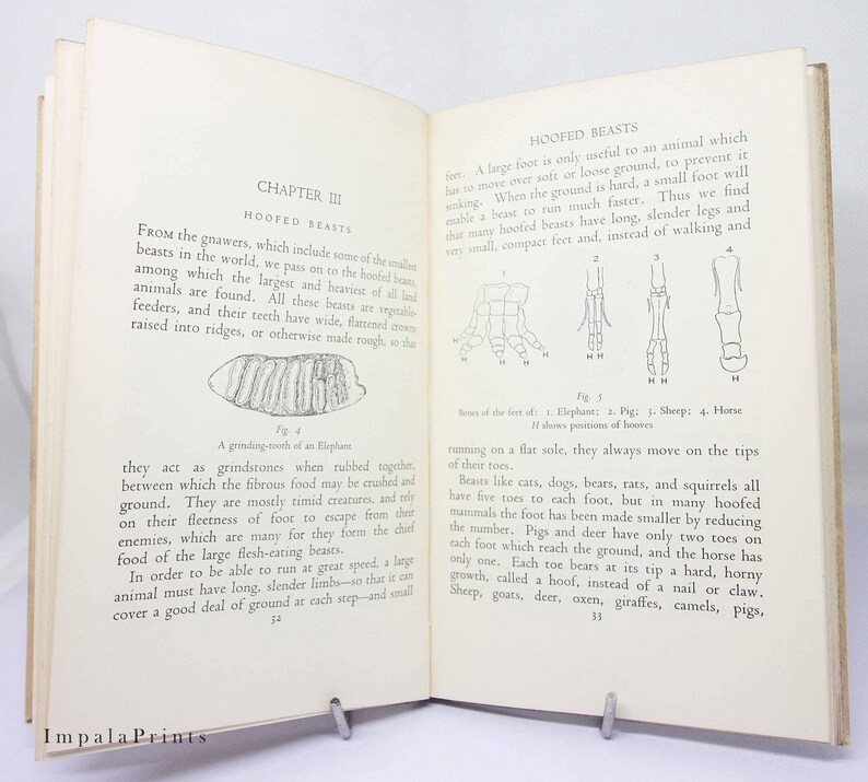 May include: A black and white illustration of the feet of different hoofed animals, including an elephant, pig, sheep, and horse. The illustration shows the different positions of the hooves.