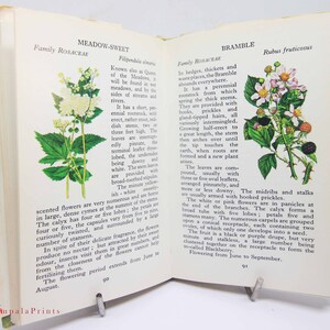 Vintage book Wild Flowers Illustrated Plants Flower Picture book gifts Flowers guide Old Retro Vintage gifts