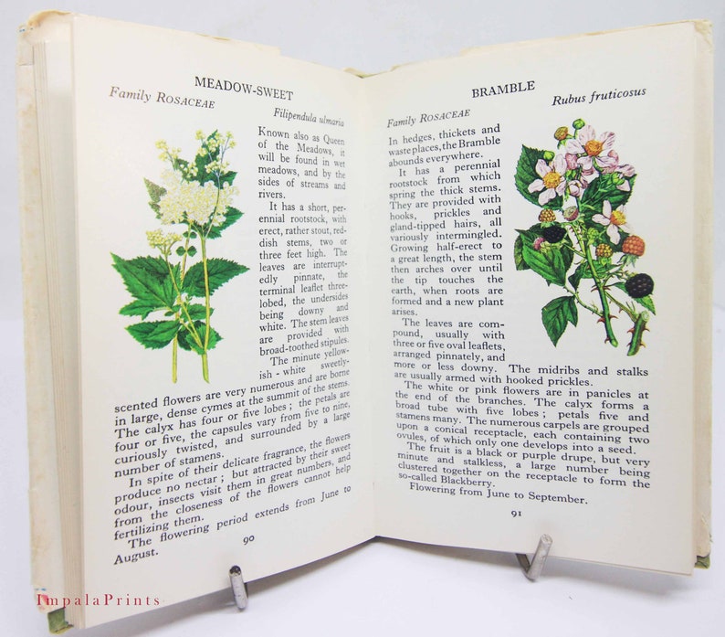 Vintage book Wild Flowers Illustrated Plants Flower Picture book gifts Flowers guide Old Retro Vintage gifts image 1