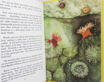 The Seashore Childrens book Vintage Illustrated biology Plants Flower Picture book animal guide Old Retro
