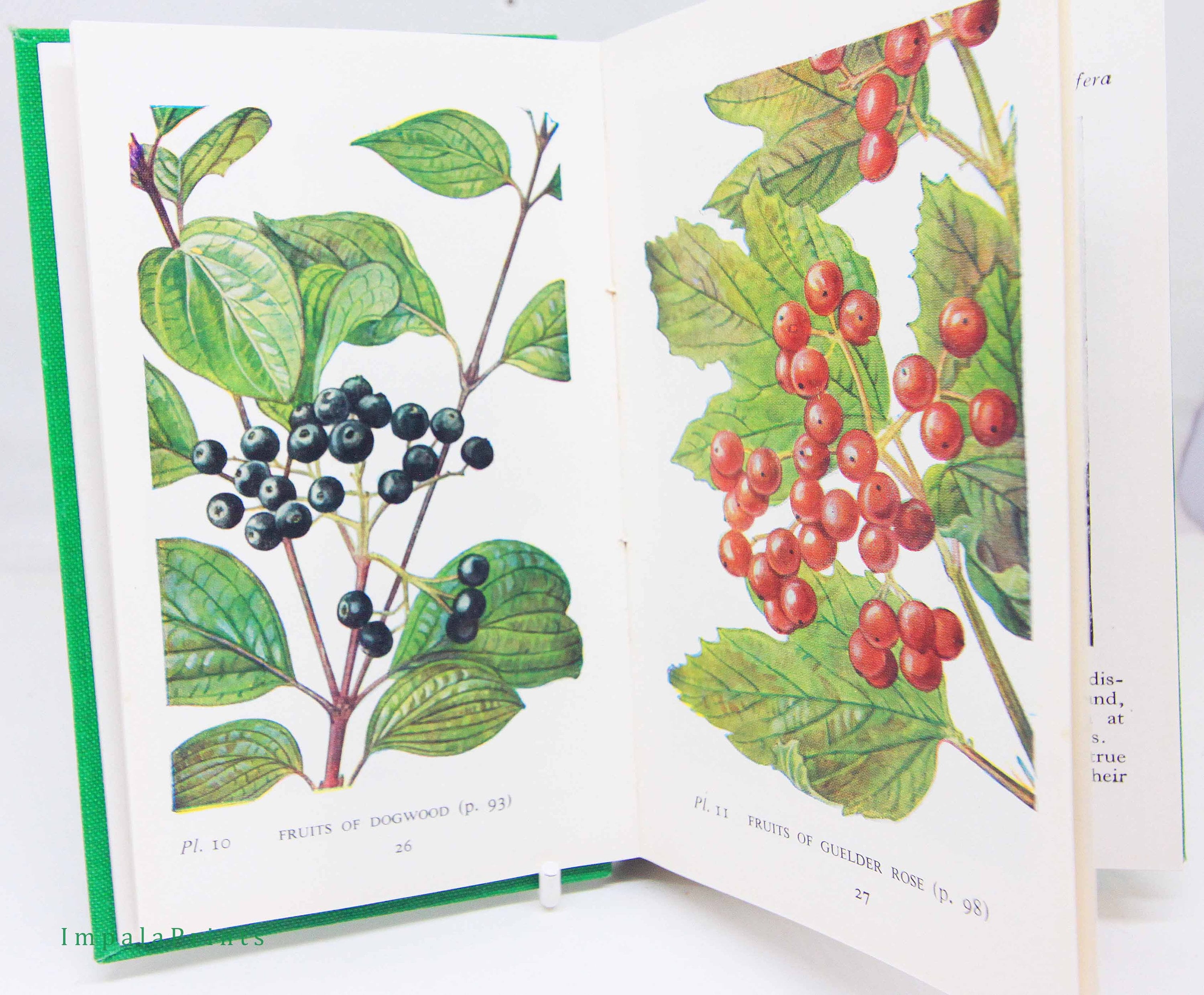 Trees and shrubs guide book flower book Illustrated Plants picture book Flowers guide Old Retro