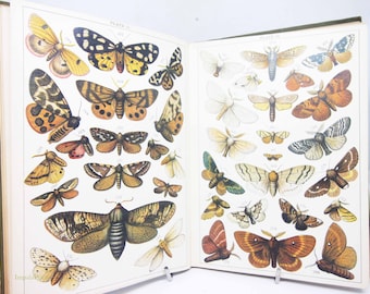 Papillons et mites des années 1910 Assiettes en couleur vintage Livre cartonné illustré Histoire naturelle